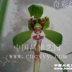 带3芽!奇彩红河(豆瓣兰)