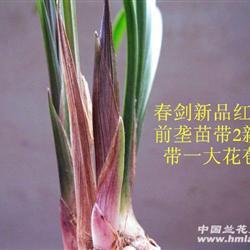 春剑新品红素:应友要求今年最后拍一组前垄苗 新苗 花