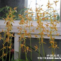 瑶琳胭脂引种母苗0拍!
