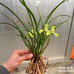 汪字(特壮6苗 带5花) - 中国兰花交易网