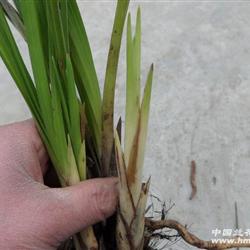 下山蕙兰,怪花苞,赌奇花,(24)