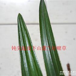 钝尖起皮下山蕙兰好赌草