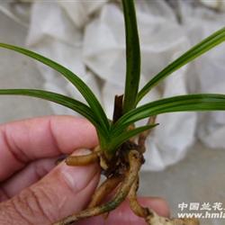 蕙兰水晶丝草