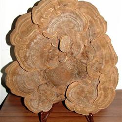 长白山野生平盖灵芝