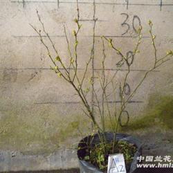 吐花苞蓝莓4年生A2