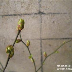 蓝莓吐花苞4年生A1