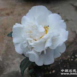 现花 瑞雪茶花 28公分