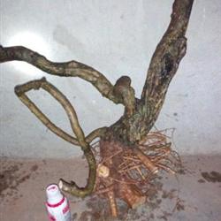 紫藤下山老桩 紫藤下山桩 直径5cm-8cm