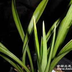 富贵金龙爪3个苗带1大芽13cm