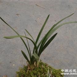 下山蕙兰极品头型赌草浓香品种 - 中国兰花交易网