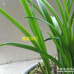 行龙鹰嘴深凹乳尖白头肉质厚叶下山送春