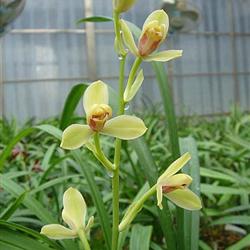 建兰 精品 梅瓣 【夏皇梅】1壮苗带2大芽