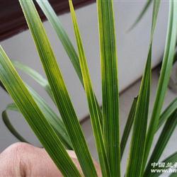 壮苗蕙兰变形斑草