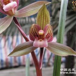 春剑新品红素开花
