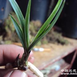 刚搞到的春兰矮草水晶带两芽