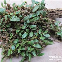 原生态石豆兰(带木头)超漂亮一大丛