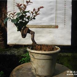 山茶花小古桩(连盆邮寄)