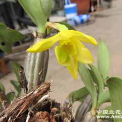 根与树木缠绕---野生翅梗珍珠石斛 超漂亮一棵