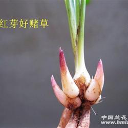 龙根春兰.5个红芽红花好赌草[标号8]