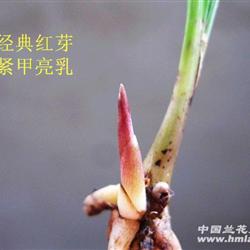 春剑精选红芽:红芽含乳叶起皮[红花红素瓣型好赌草]