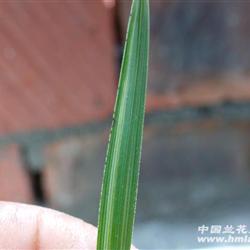 蕙兰精品叶型稿艺(银丝雪艺,厚叶起皮) - 兰花