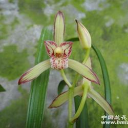四季新种复色花中华彩霞