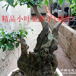 精品小叶金弹子(塾桩)
