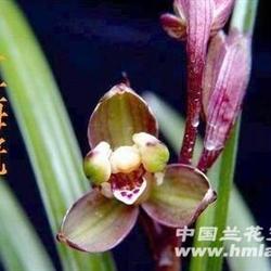 春剑精品:红梅冠