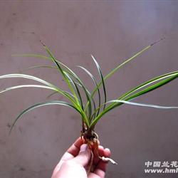խҶӲvδ ѿϺ췢 - 