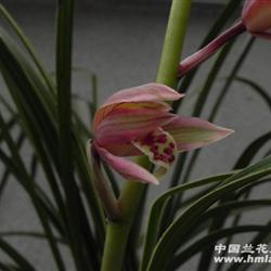 蕙兰荷型红复轮