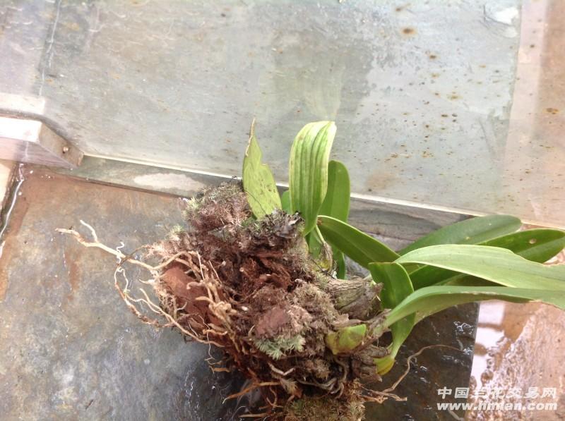 叶异石豆兰带龟贝1丛