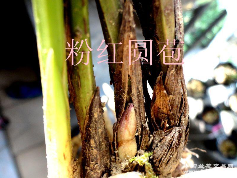 △ 【蕙兰 荷瓣 花苞】