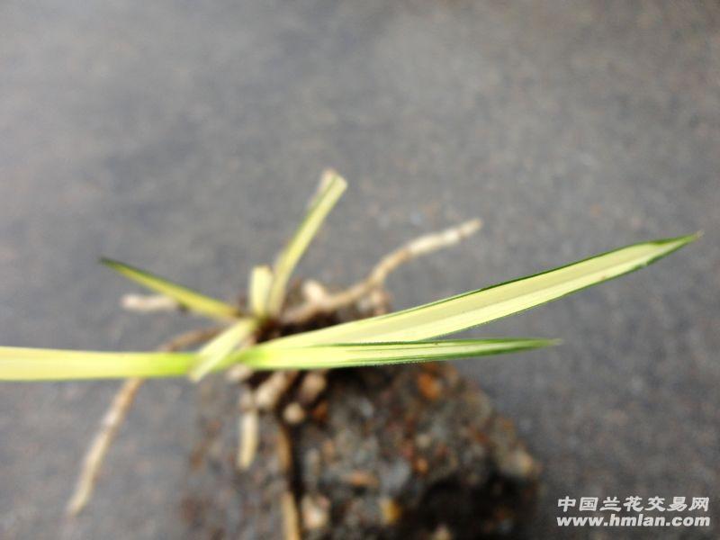 △随州新鲜下山春兰-【龙蛋 叶型草 靓中透】图片