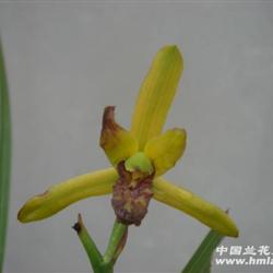 {蕙兰玉版黄朱金}