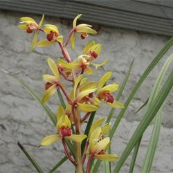 下山蕙兰黄花红舌