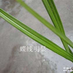 才下山送春蝶草【宽叶原兜草】