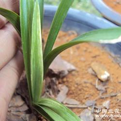 高级春兰高级散斑艺草 - 中国兰花交易网