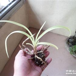 龙蛋春兰全斑艺(4) - 中国兰花交易网
