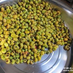 纯天然野生刺梨茶(二级新茶)