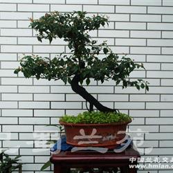 熟桩黑塔子脱盆带土发货