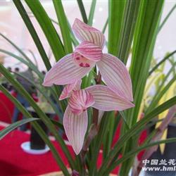 规  格:1苗1芽 剩余时间: ,      物品所在地:云南保山