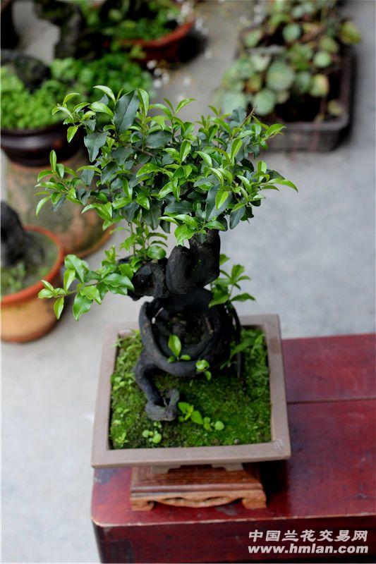 上盆已发叶子的精品金弹子(连盆带底座)