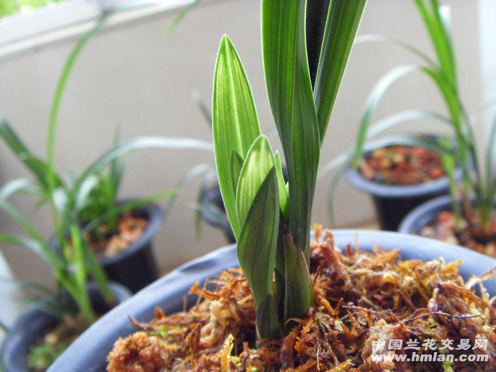 芦山春剑瓢型钝尖叶型草带高级艺 高级赌花草