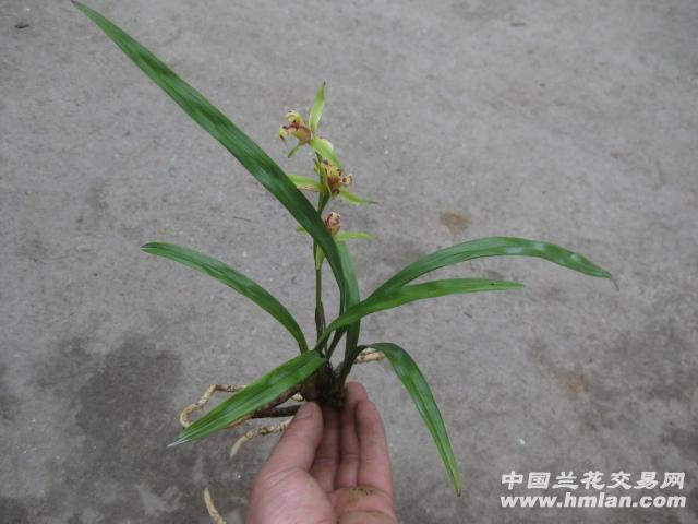 一门三父子-己开花