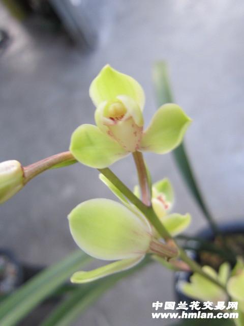 中华水仙(前垄壮苗)带3小芽