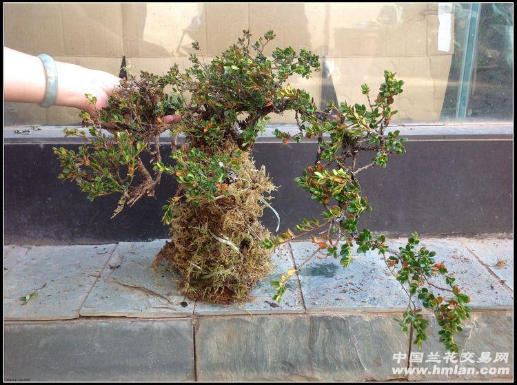 珍珠黄杨根系特好全国包邮e3