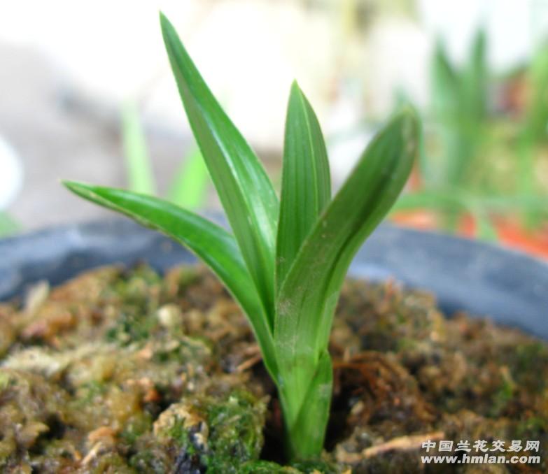 春兰矮种荷瓣草1苗只有4公分高0拍