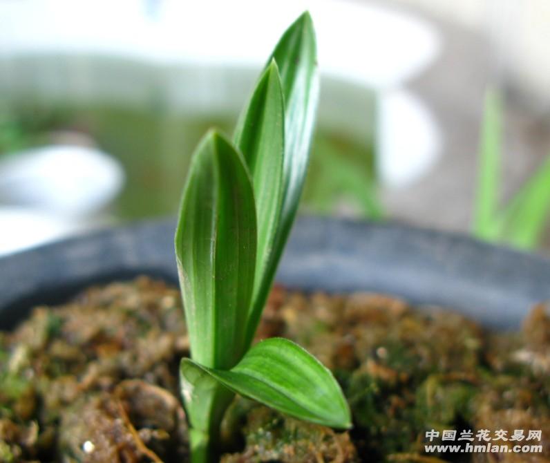 春兰矮种荷瓣草1苗只有4公分高0拍