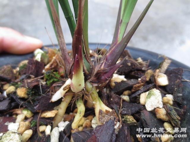 火树红冠带胖芽