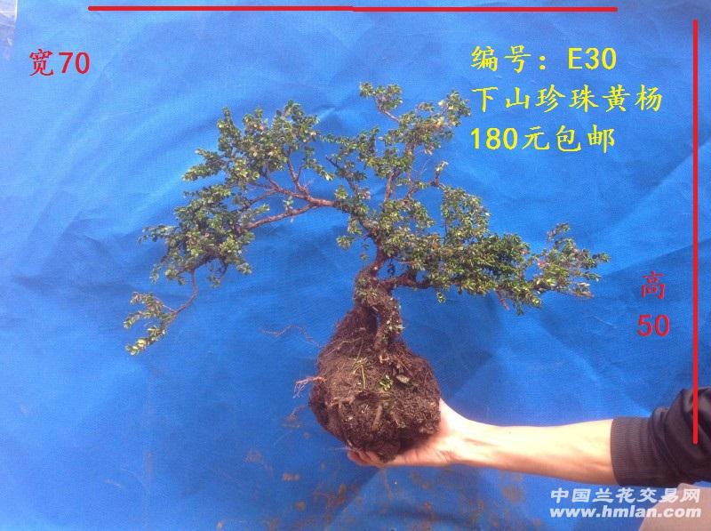 云南野生下山珍珠黄杨---e30(包邮)